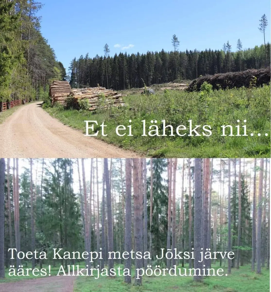 Toeta Ritsike palo metsa säilimist püsimetsana