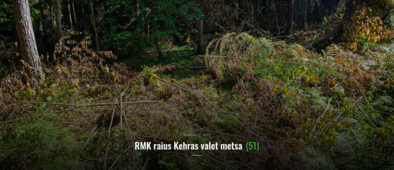 Kuvatõmmis EPL artiklist "RMK raius Kehras valet metsa" FOTO autor: Kevin Melk, Ekspress Meedia