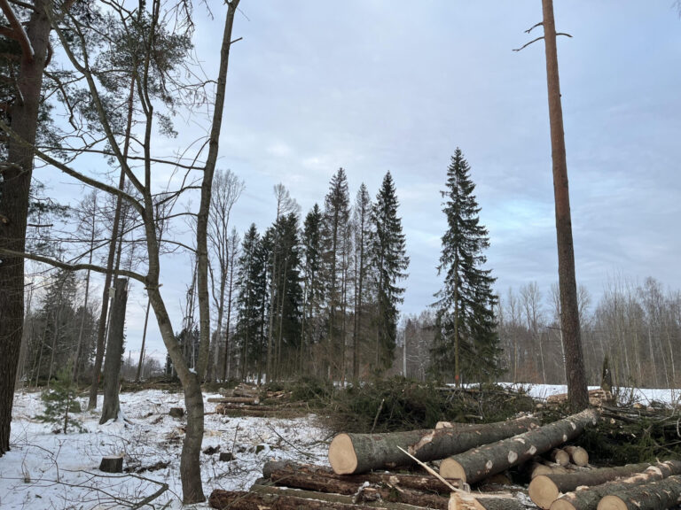 Kehra mets. foto sündmuskohalt