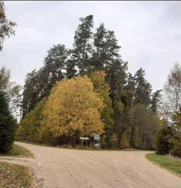 Kanaküla vääriselupaik, metsaserv